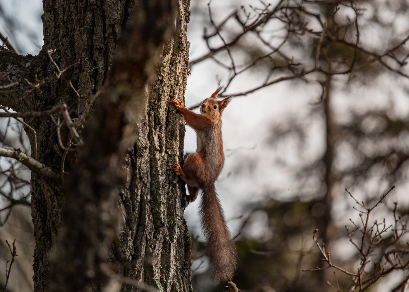 Gåvokort - Poserande ekorre