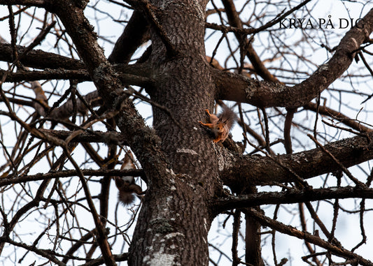 Gåvokort - Lekfulla ekorrar