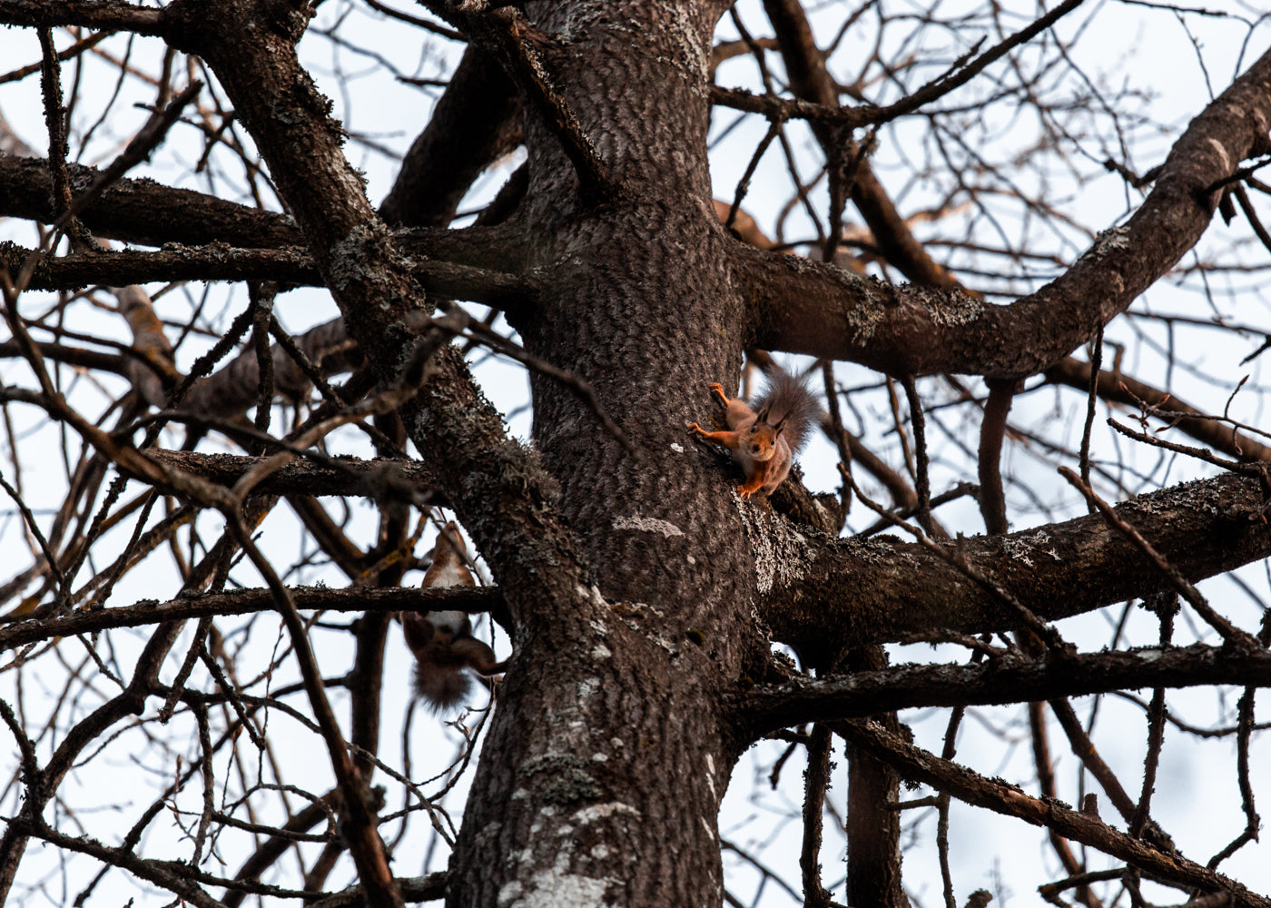 Gåvokort - Lekfulla ekorrar