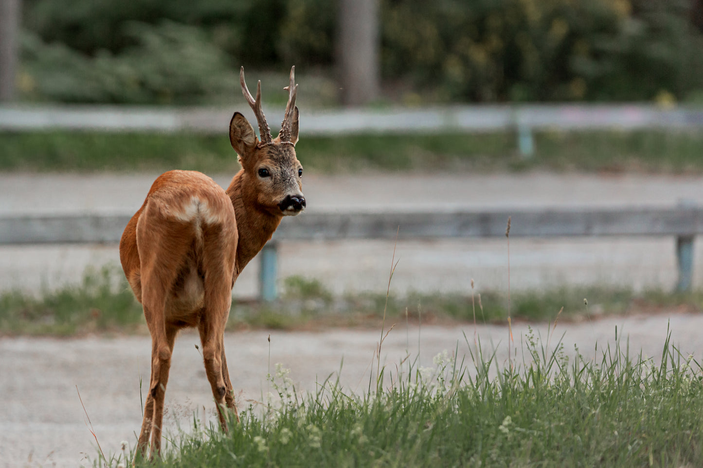 Gåvokort - Rådjur hane
