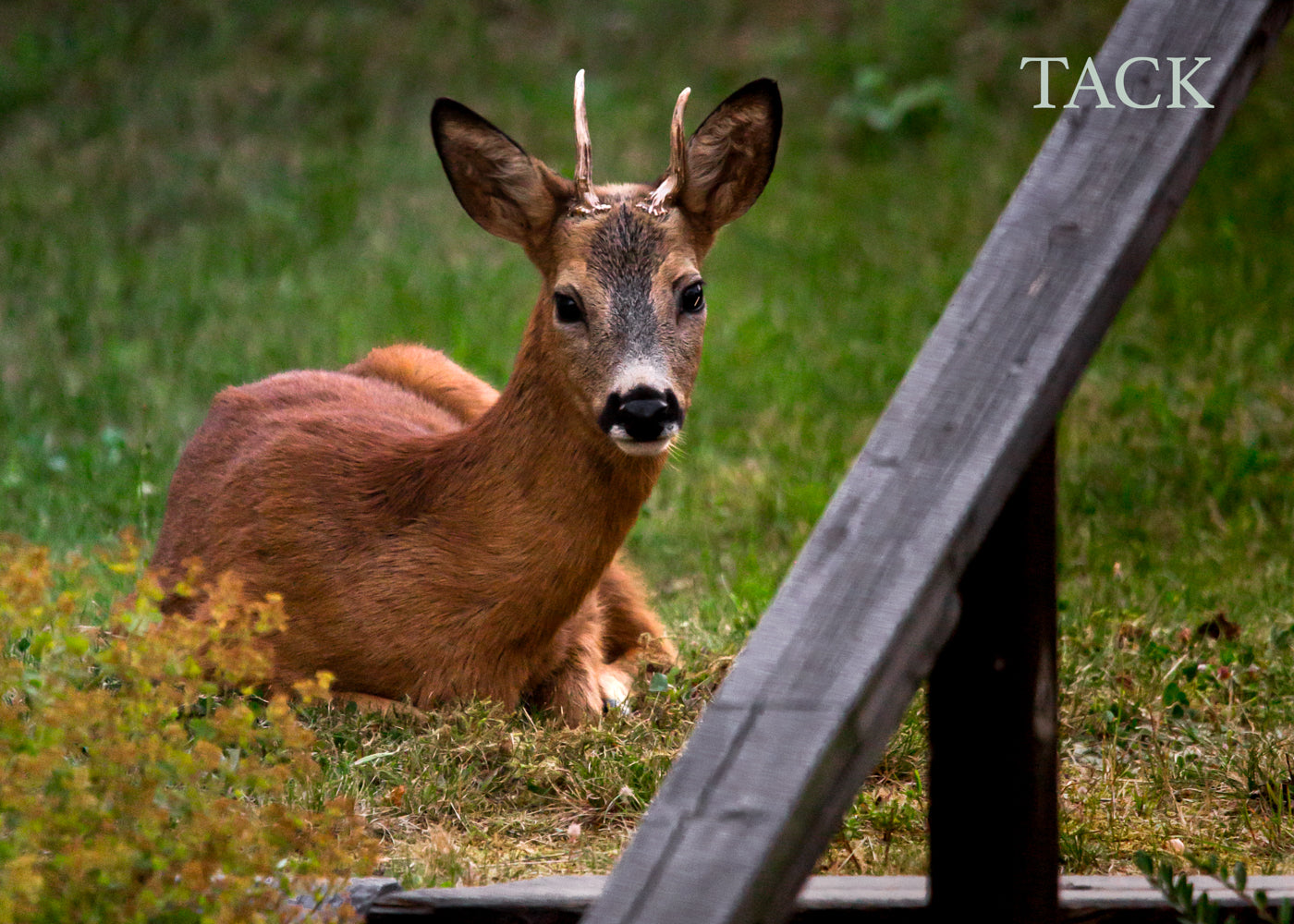Gåvokort - Rådjur