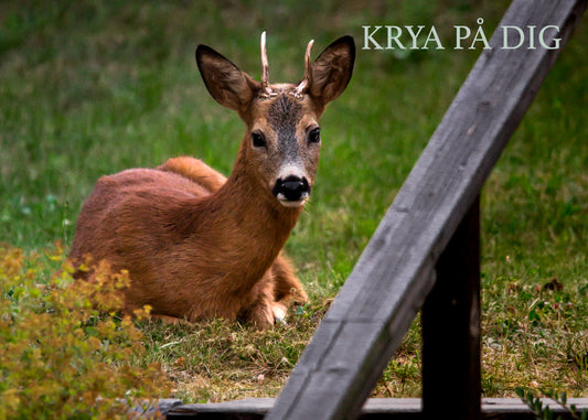 Gåvokort - Rådjur