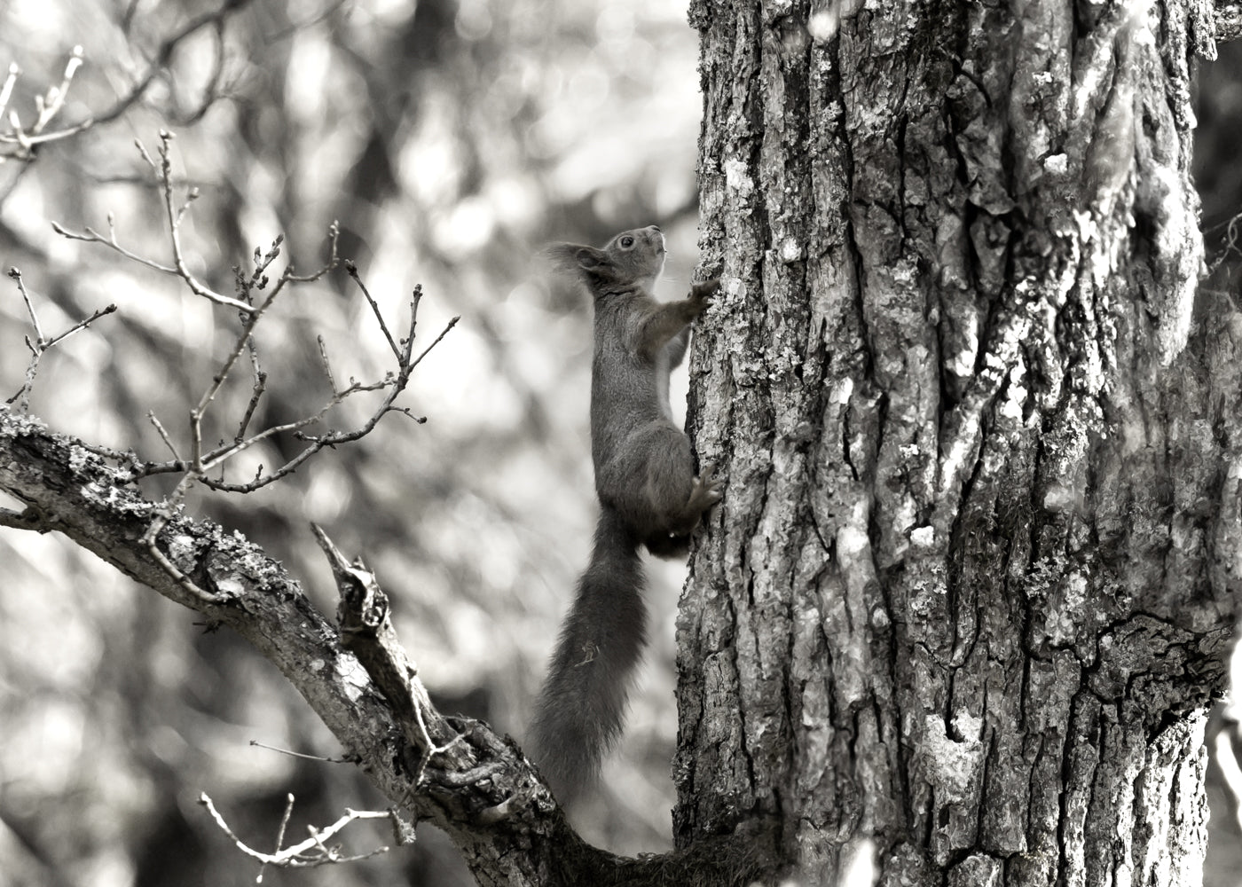 Gåvokort - Svartvit ekorre