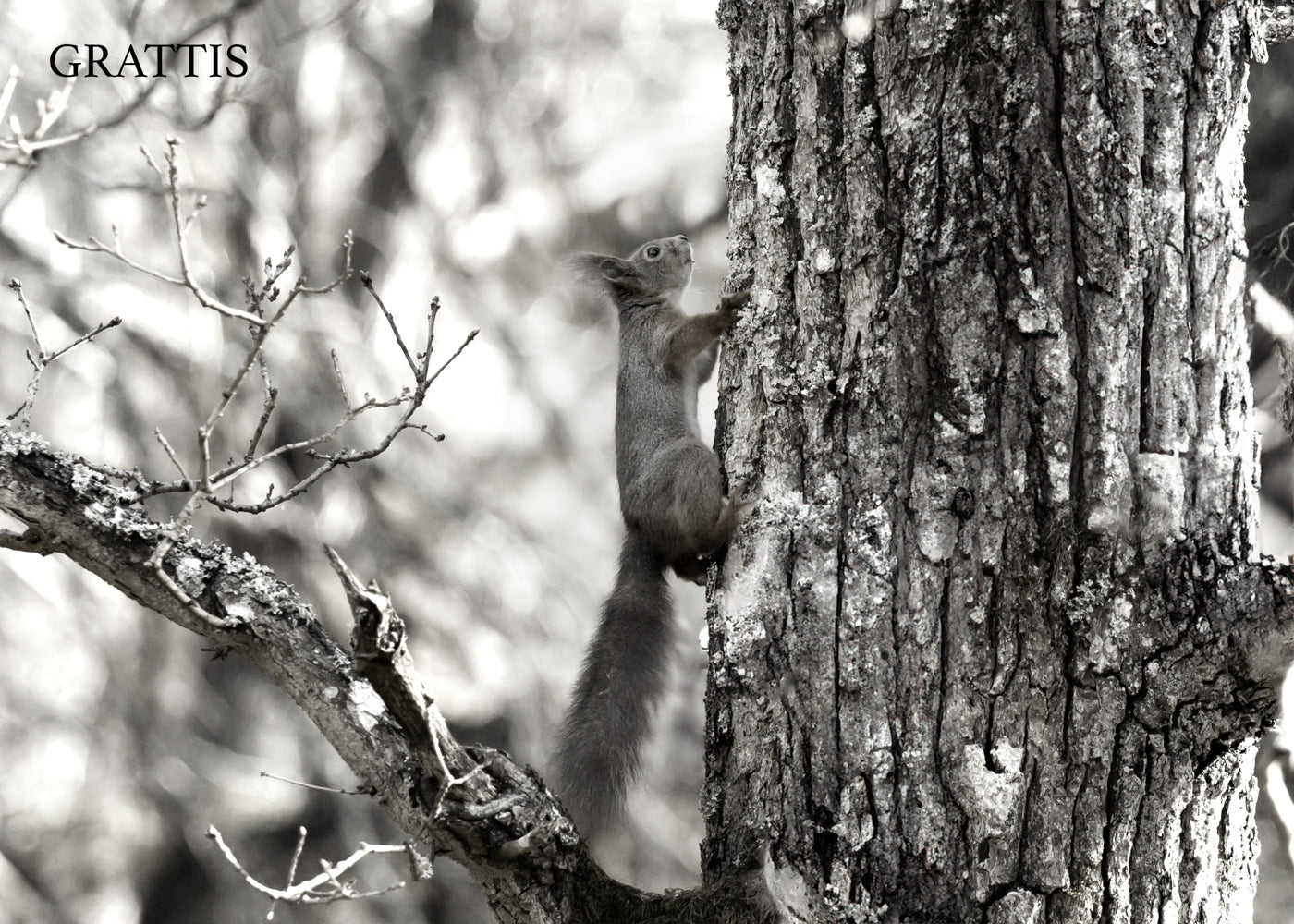 Gåvokort - Svartvit ekorre