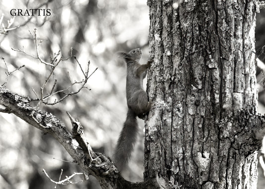 Gåvokort - Svartvit ekorre