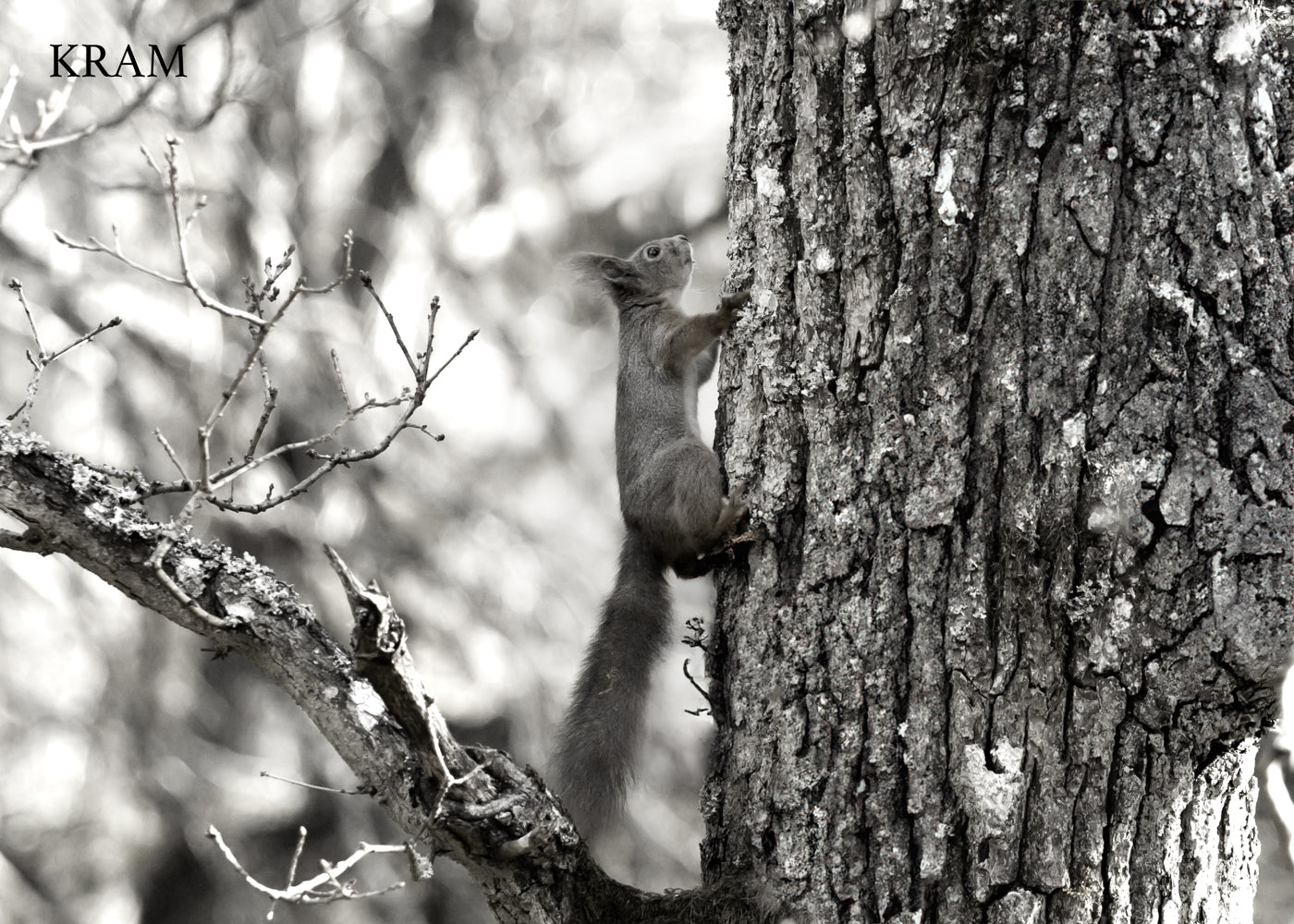 Gåvokort - Svartvit ekorre