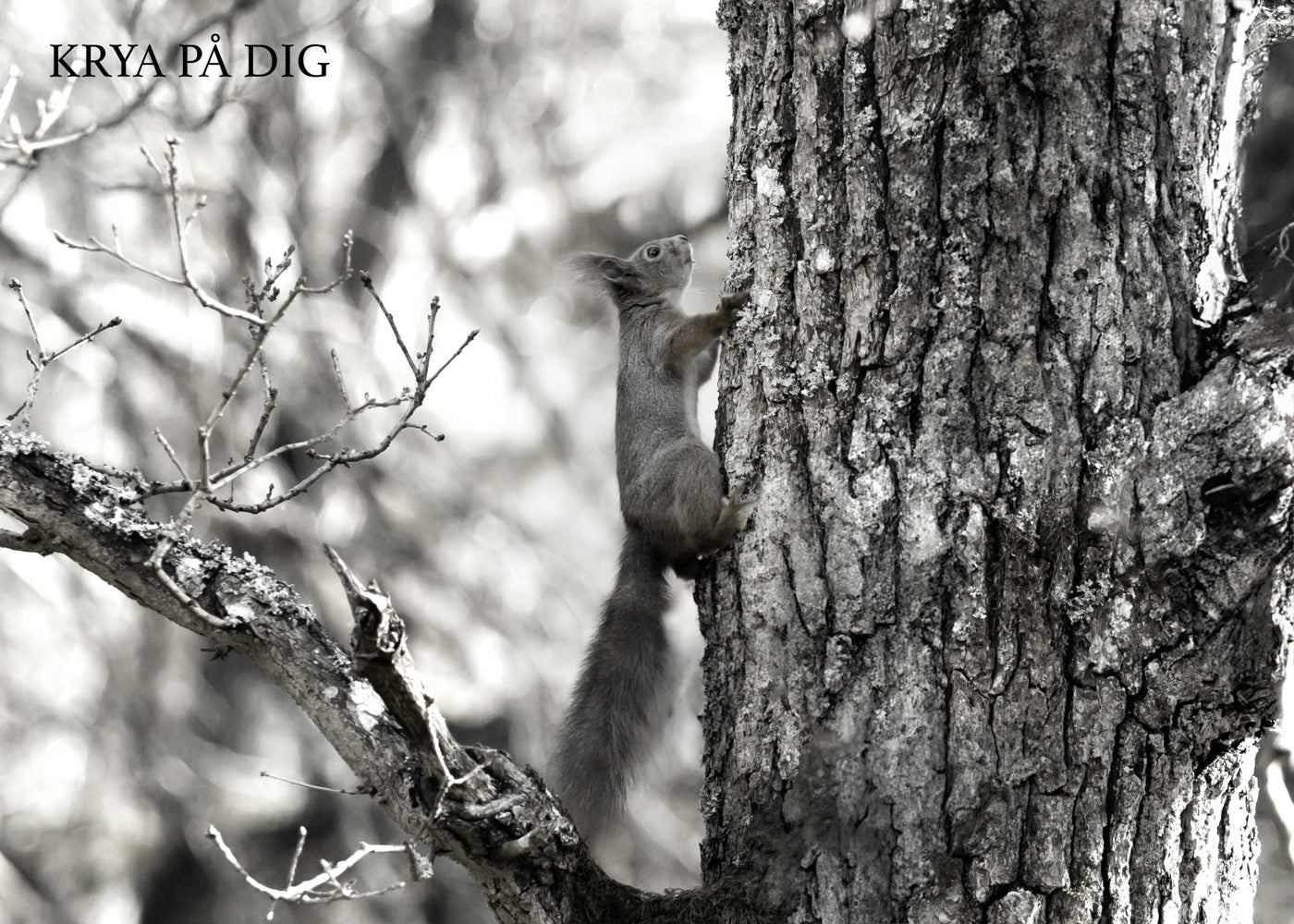 Gåvokort - Svartvit ekorre