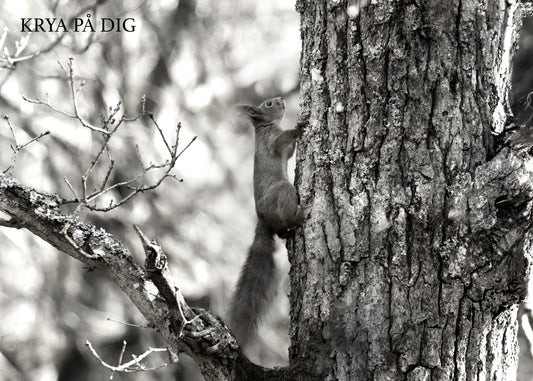Gåvokort - Svartvit ekorre