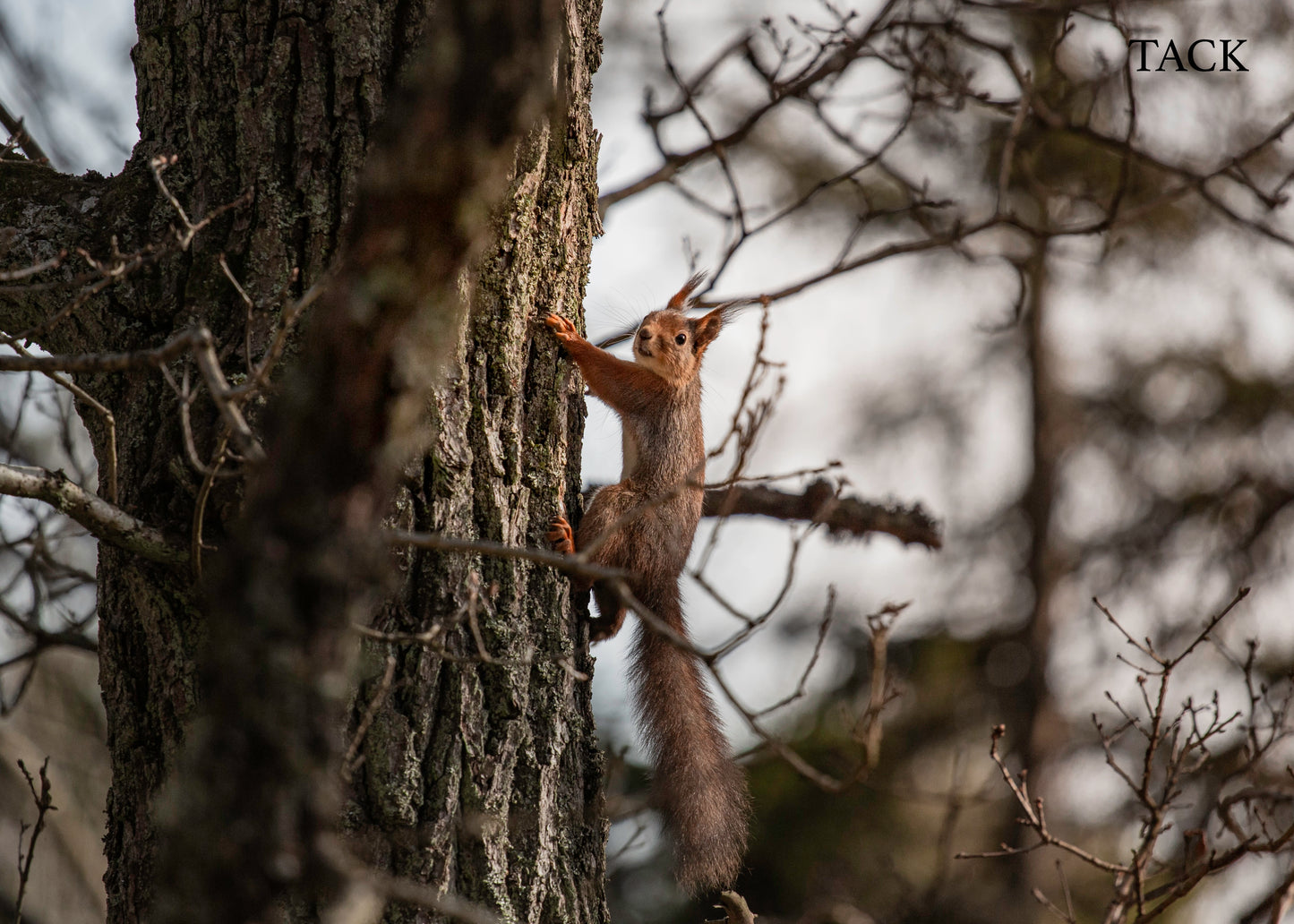 Gåvokort - Poserande ekorre