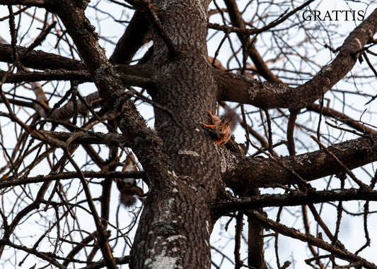 Gåvokort - Lekfulla ekorrar