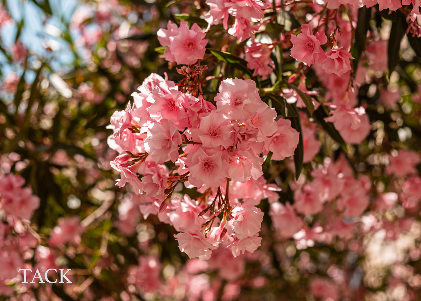 Gåvokort - Rosa blommor