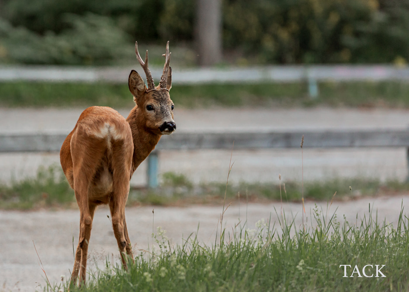 Gåvokort - Rådjur hane