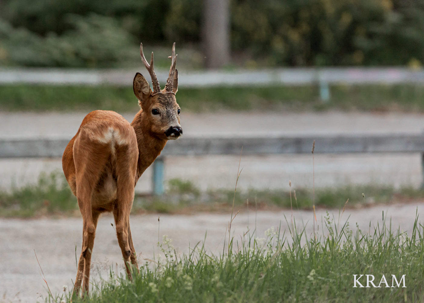 Gåvokort - Rådjur hane