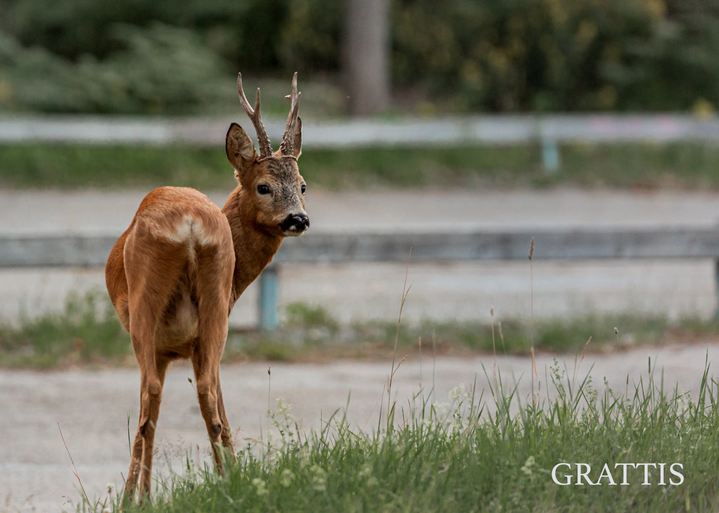 Gåvokort - Rådjur hane