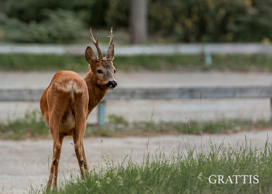 Gåvokort - Rådjur hane