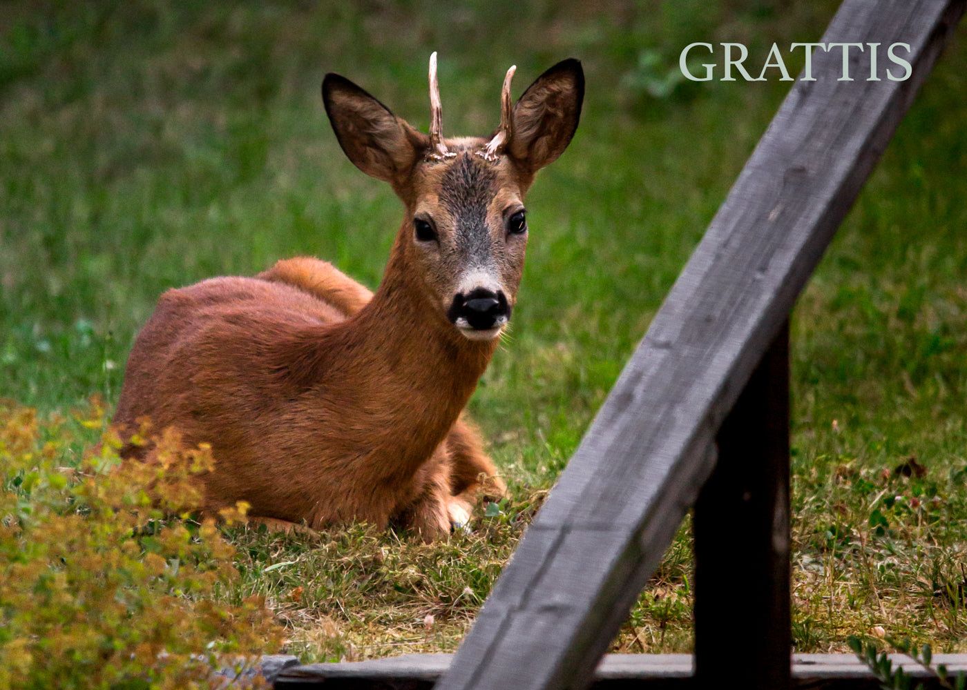 Gåvokort - Rådjur